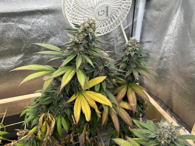 OSS - Blue Zushi. Week 21