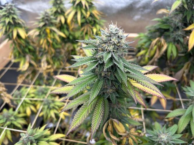 OSS - Blue Zushi. Week 21