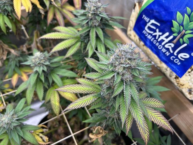 OSS - Blue Zushi. Week 21