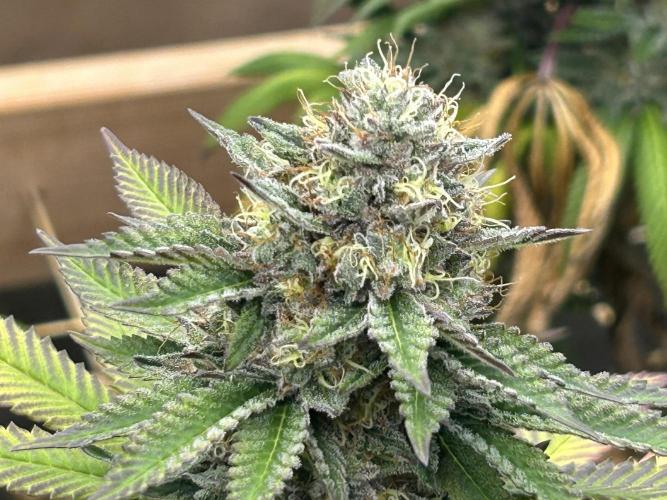 OSS - Blue Zushi. Week 21