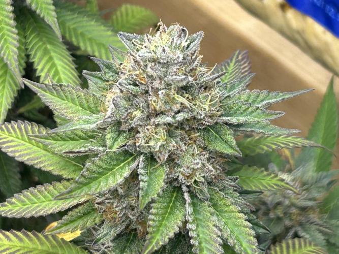 OSS - Blue Zushi. Week 21