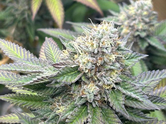 OSS - Blue Zushi. Week 21