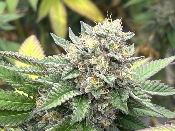 OSS - Blue Zushi. Week 21