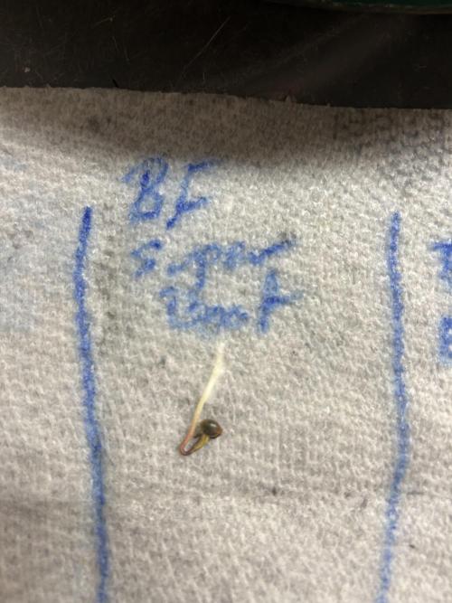 BF - Super Boof. Week 0 - 11/10/25