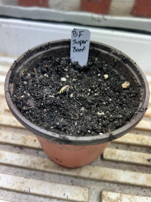 BF - Super Boof. Week 0 - 11/10/25 Day 4