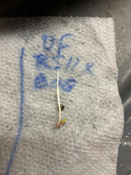 BF - RS11 x Banana OG. Week 0 - 11/10/25