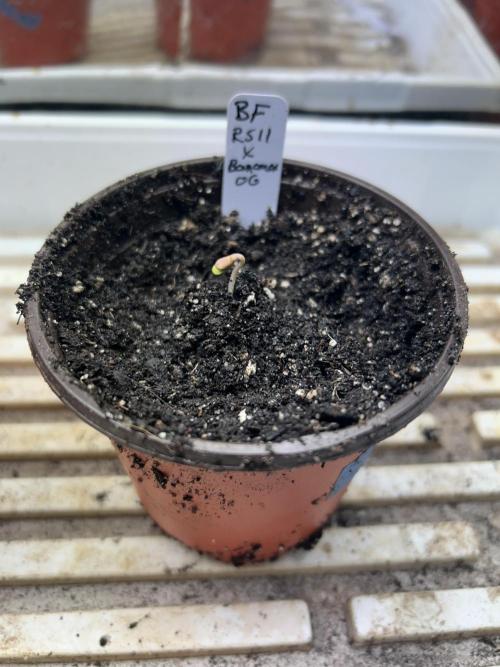 BF - RS11 x Banana OG. Week 0 - 11/10/25 Day 4