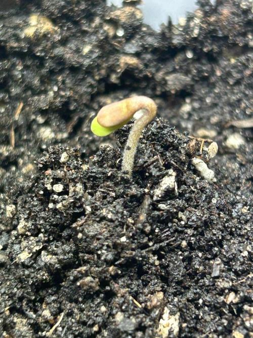 BF - RS11 x Banana OG. Week 0