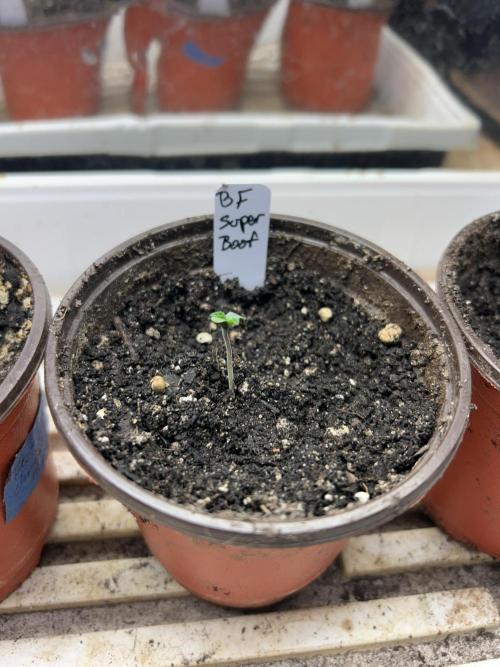 BF - Super Boof. Week 0 - 11/11/25 Day 5