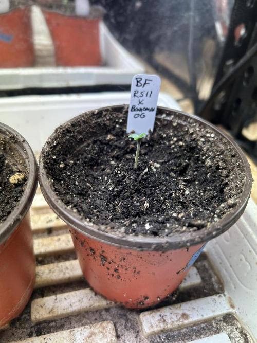 BF - RS11 x Banana OG. Week 0 - 11/11/25 Day 5