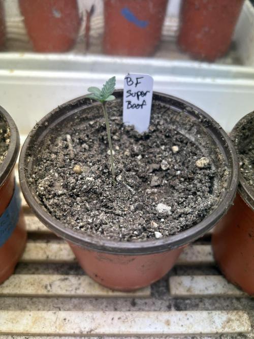 BF - Super Boof. Week 1 - 11/15/25