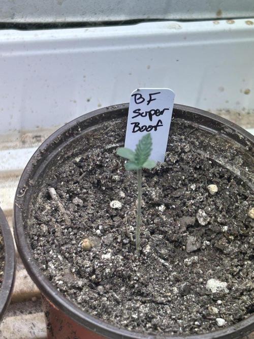 BF - Super Boof. Week 1