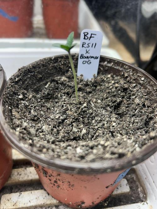 BF - RS11 x Banana OG. Week 1 - 11/15/25