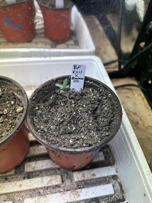 BF - RS11 x Banana OG. Week 1