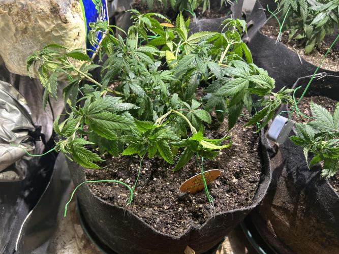 OSS - Do-Si-Dos OG. Week 11 - 11/12/25