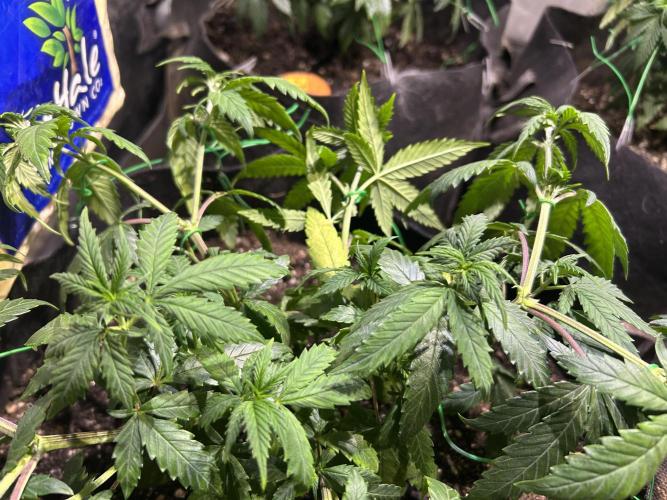 OSS - Do-Si-Dos OG. Week 11