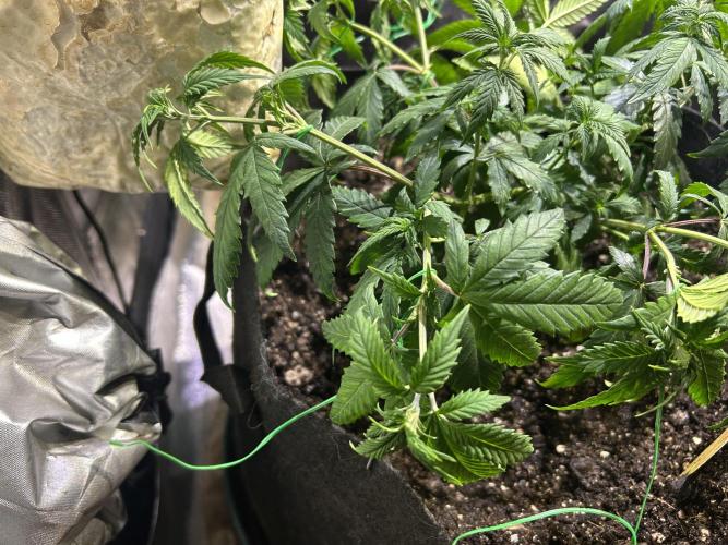 OSS - Do-Si-Dos OG. Week 11