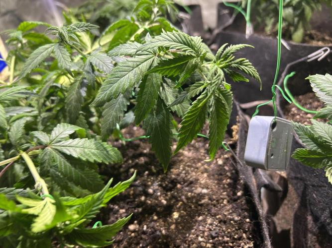 OSS - Do-Si-Dos OG. Week 11