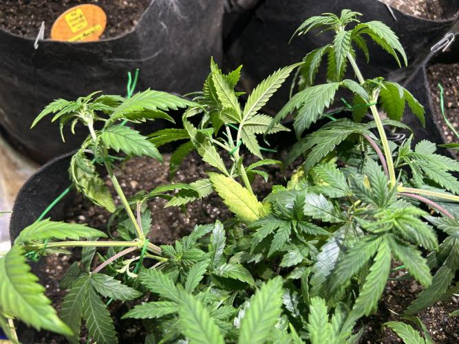 OSS - Do-Si-Dos OG. Week 11