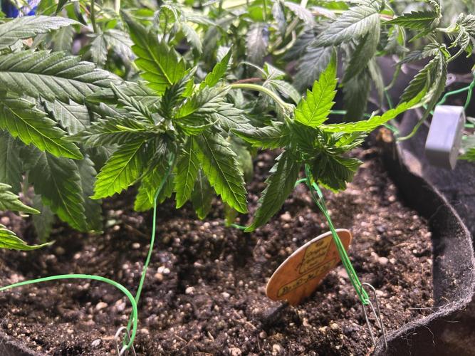 OSS - Do-Si-Dos OG. Week 11