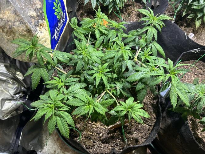 OSS - Do-Si-Dos OG. Week 11 - 11/15/25