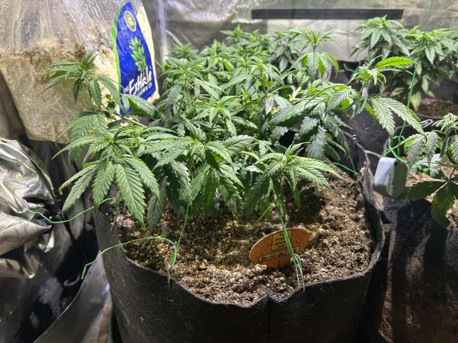 OSS - Do-Si-Dos OG. Week 11