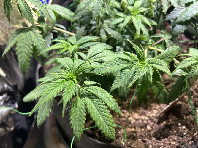 OSS - Do-Si-Dos OG. Week 11