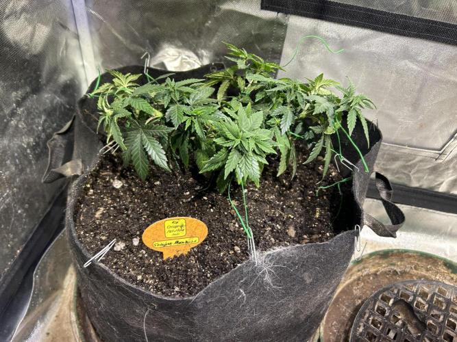 OSS - Sherbet Moonrocks. Week 11 - 11/12/25 transplant day