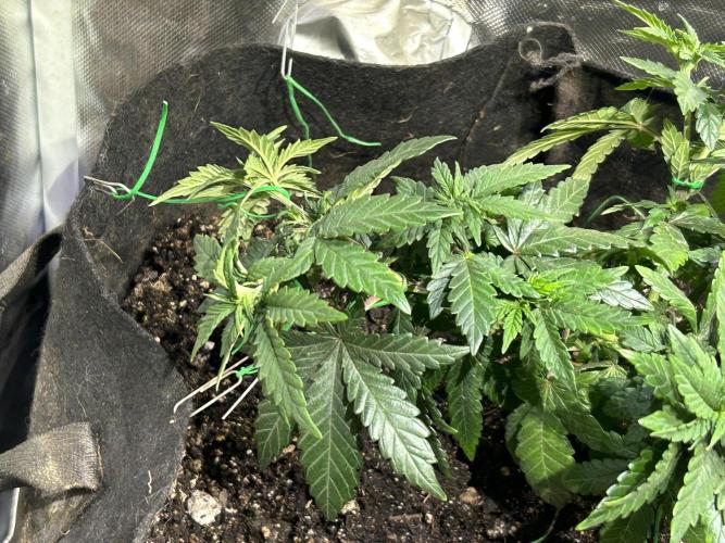 OSS - Sherbet Moonrocks. Week 11