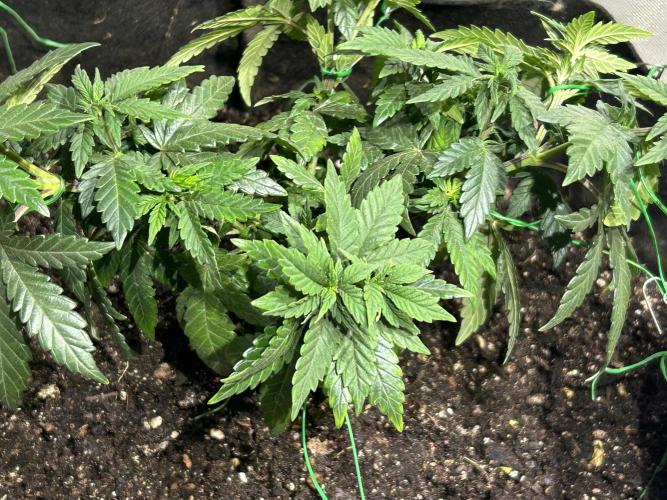 OSS - Sherbet Moonrocks. Week 11