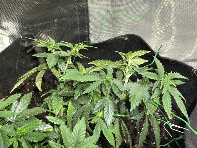 OSS - Sherbet Moonrocks. Week 11