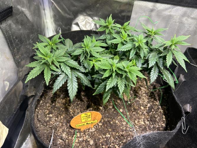 OSS - Sherbet Moonrocks. Week 11