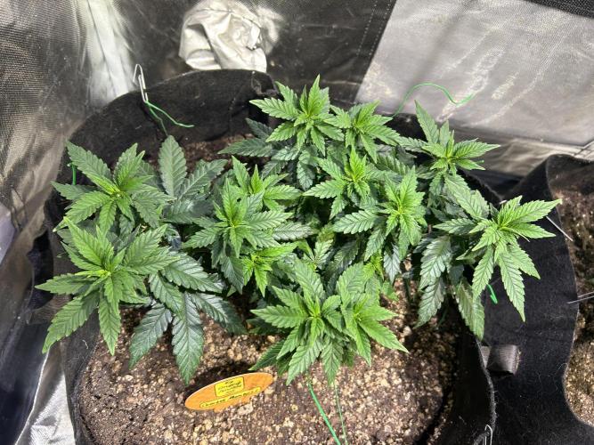 OSS - Sherbet Moonrocks. Week 11 - 11/15/25