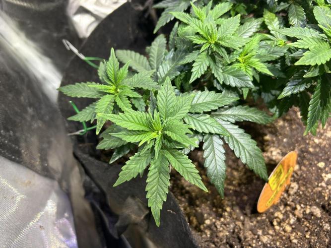 OSS - Sherbet Moonrocks. Week 11