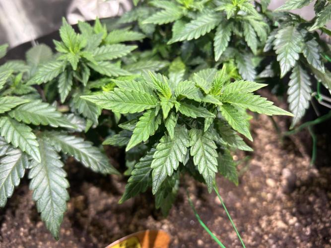 OSS - Sherbet Moonrocks. Week 11