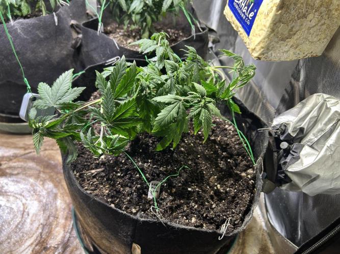 Kannabia - Pink Gelato. Week 11 - 11/12/25 transplant day