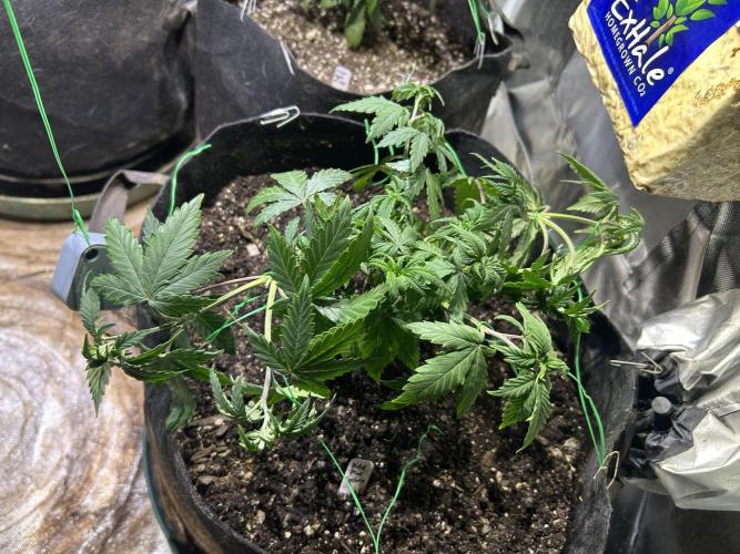 Kannabia - Pink Gelato. Week 11