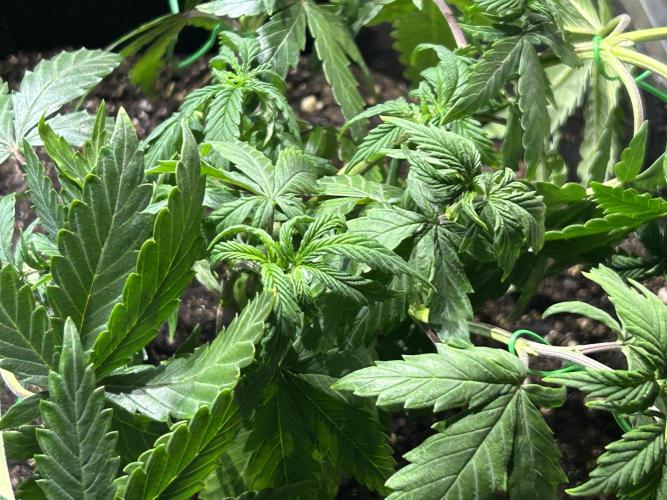 Kannabia - Pink Gelato. Week 11