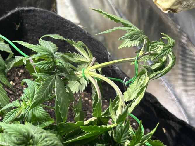 Kannabia - Pink Gelato. Week 11