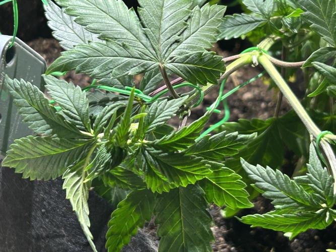 Kannabia - Pink Gelato. Week 11