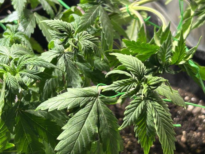 Kannabia - Pink Gelato. Week 11