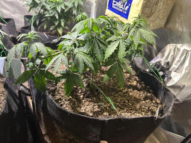 Kannabia - Pink Gelato. Week 11 - 11/15/25