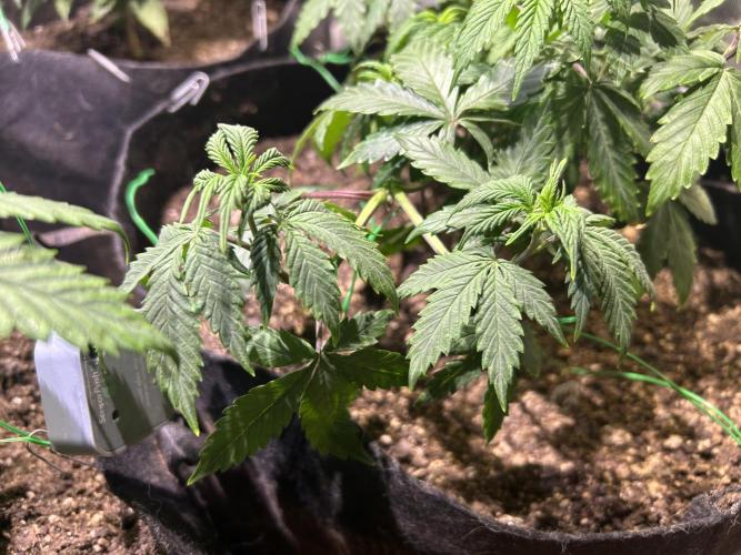 Kannabia - Pink Gelato. Week 11