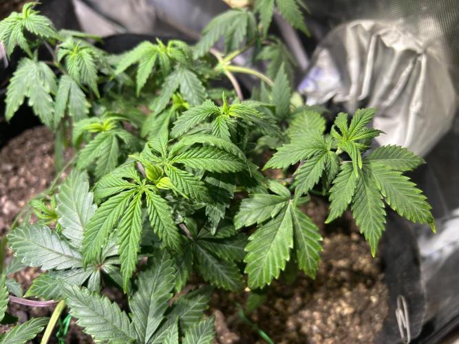 Kannabia - Pink Gelato. Week 11