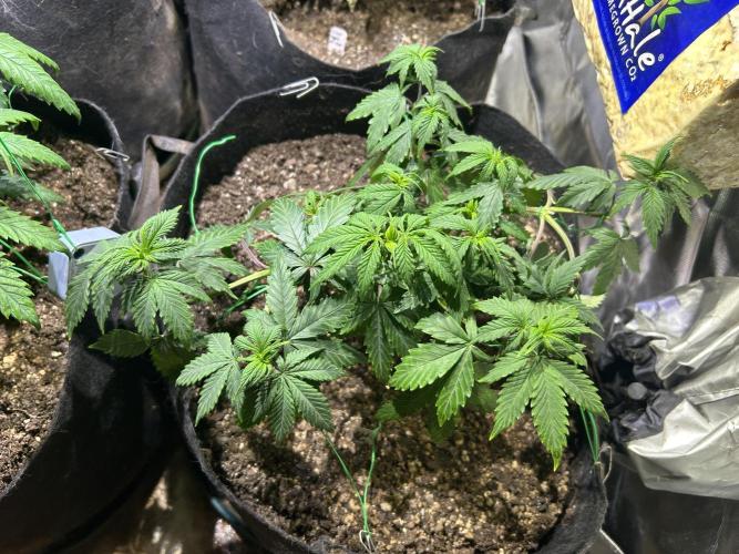 Kannabia - Pink Gelato. Week 11