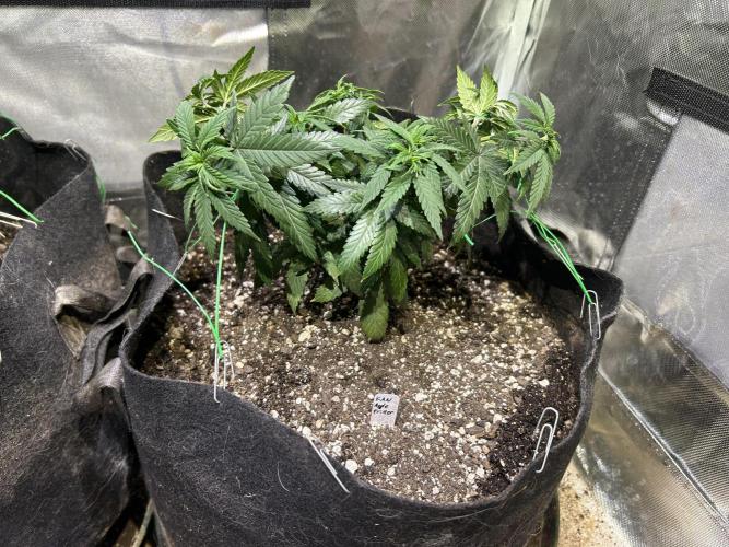 Kannabia - Apple Fritter. Week 11