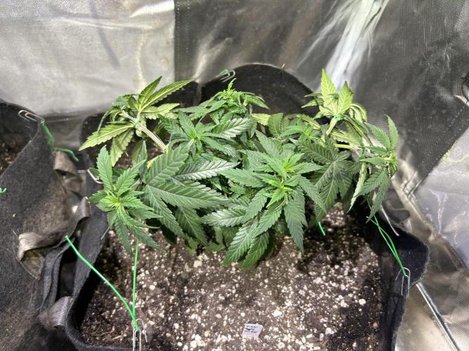 Kannabia - Apple Fritter. Week 11 - 11/12/25 transplant day