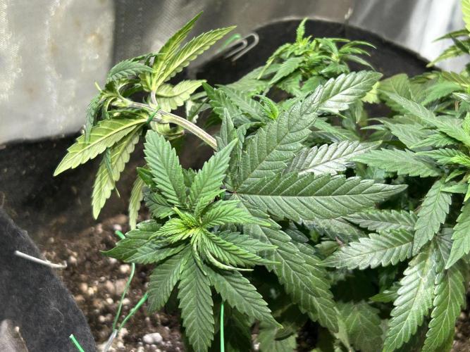 Kannabia - Apple Fritter. Week 11