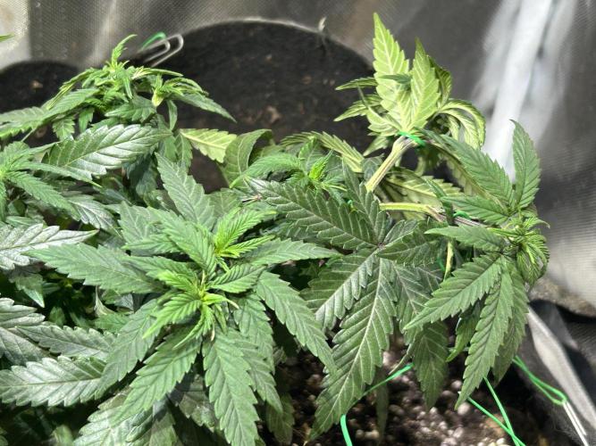 Kannabia - Apple Fritter. Week 11