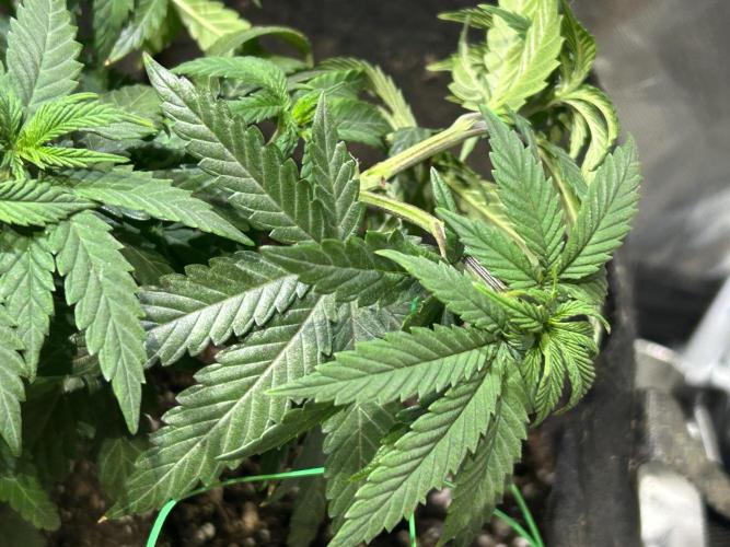 Kannabia - Apple Fritter. Week 11